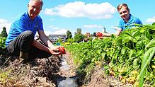 Die beiden Landwirte Hubert und Jonas Knoblauch mit Erdbeeren, die die Regenfälle überlebt haben. Zwischen ihnen befindet sich ein ...