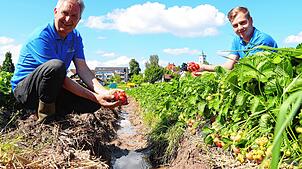 Die beiden Landwirte Hubert und Jonas Knoblauch mit Erdbeeren, die die Regenfälle überlebt haben. Zwischen ihnen befindet sich ein ...