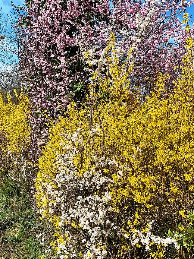 Bild 9: Summende Bienen und blühende Blumen: So schön ist der Frühling am Hochrhein