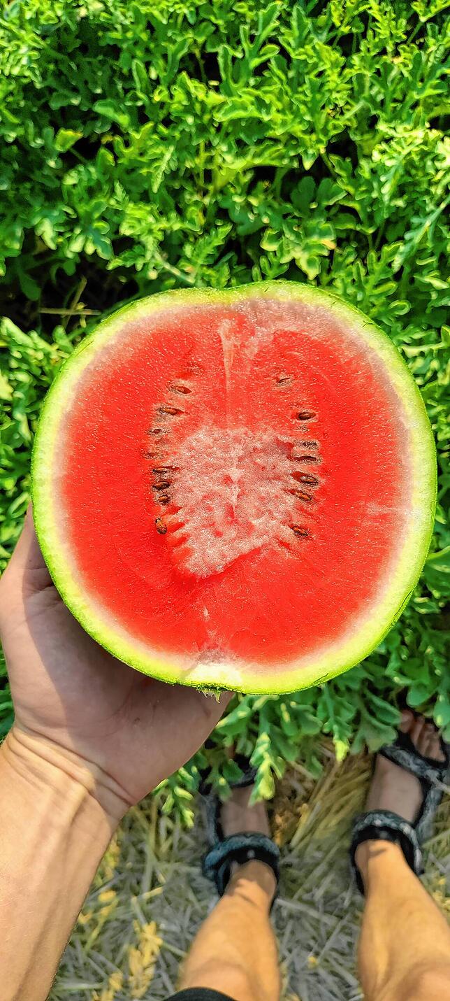 Melonen aus Laufenburg &ndash; sie brauchen für den Anbau viel Wasser