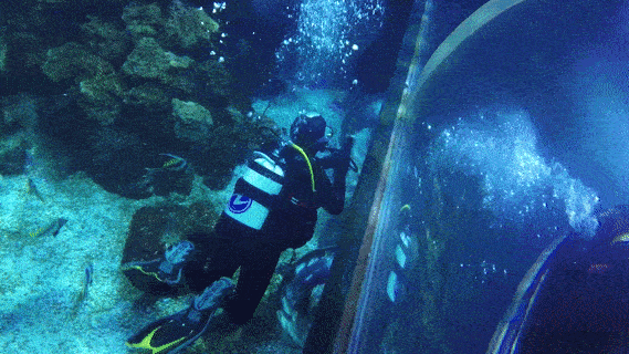 Bild : Verborgenes Konstanz: Wie ein Team von Aquaristen im Sea Life eine künstliche Unterwasserwelt zum Leben erweckt