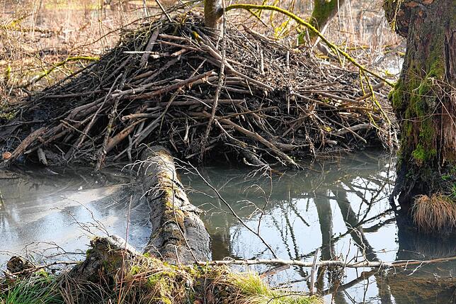 Eine Biberburg im Tettnanger Staatswald. Auch am Riedgraben beim Alten Weiher vor Ittendorf hat sich der Nager wieder angesiedelt. Er ...