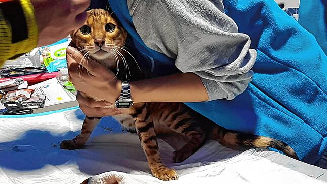 Angst im Blick: eine gerettete Katze wird untersucht.