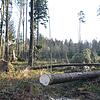 In den durch frühere Winterstürme gelichteten Bereichen des Gehau-Waldes hat sich das Orkantief &bdquo;Sabine&ldquo; besonders heftig ...