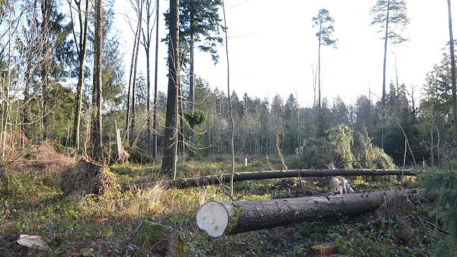 In den durch frühere Winterstürme gelichteten Bereichen des Gehau-Waldes hat sich das Orkantief &bdquo;Sabine&ldquo; besonders heftig ...