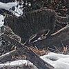 Eine Wildkatze streift durch den Jestetter Ettenberg.