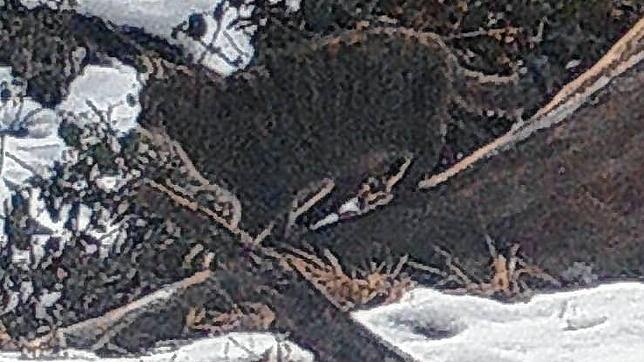 Eine Wildkatze streift durch den Jestetter Ettenberg.