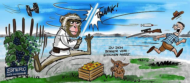 Luke Lakewalker auf Achse: Ein junger Berberaffe war im August vom Affenberg ausgebüxt.
