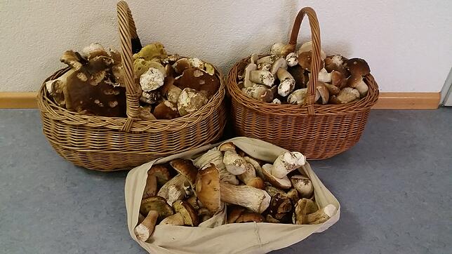 Wer zu viele Pilze sammelt, muss tief in die Tasche greifen: Weil sie bei Ibach 19 Kilogramm Steinpilze gesammelt hatten, mussten zwei ...
