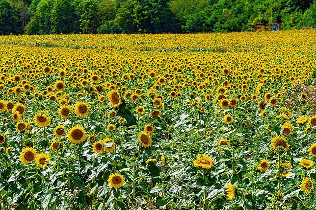 Jedes Jahr ein Hingucker: Die Sonnenblumenfelder von Dietmar Wildi werden zugunsten des Solarparks weichen müssen.