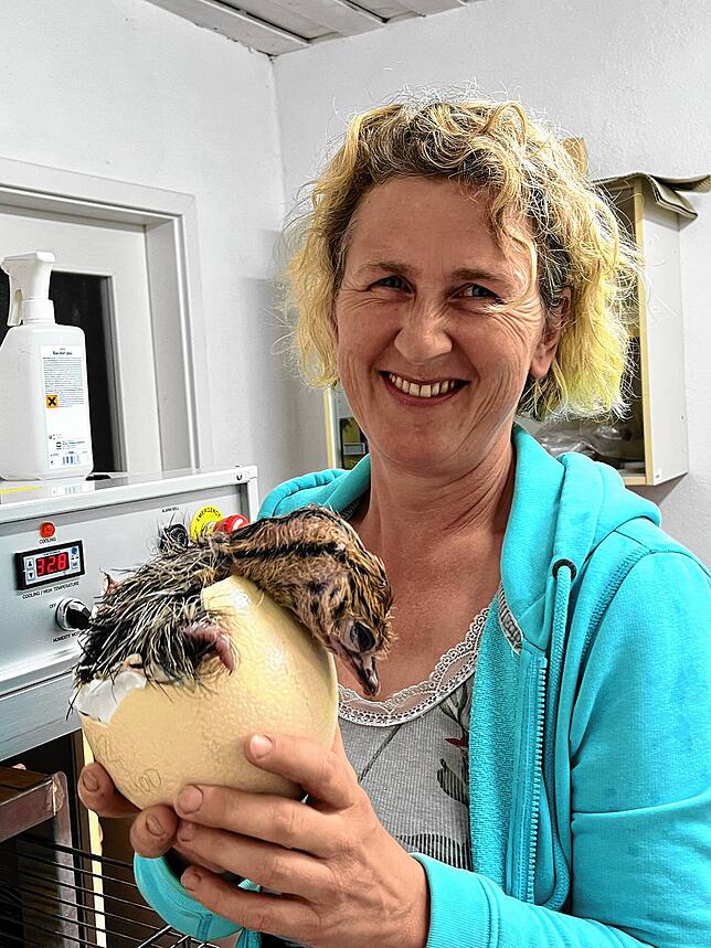 Ingrid Frick von der Straußenfarm Hegau-Bodensee mit einem gerade geschlüpften Küken.