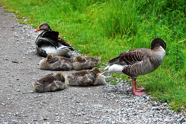 Auch bei den Graugänsen ist der Nachwuchs da. Die Großfamilien sind rund um den Weiher häufig im Gänsemarsch unterwegs.
