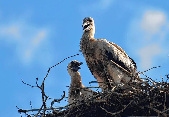 Wundern sich über den Feuewehreinsatz vor ihrem Nest: die beiden Jungstörche hinter dem Gasthof Adler.