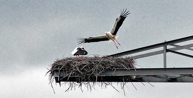 Storch im Landeanflug