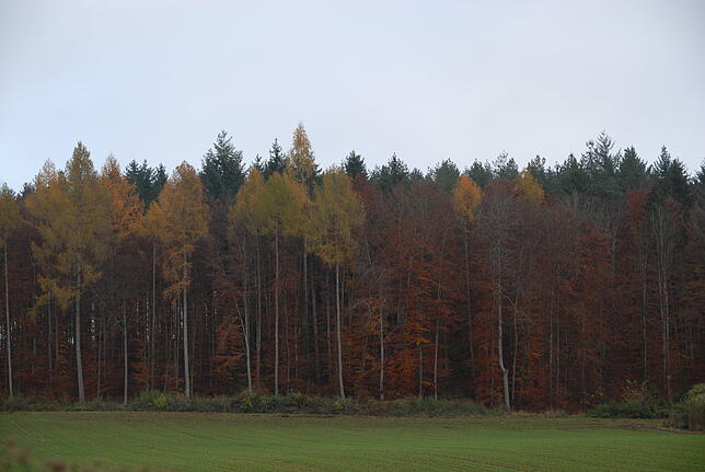 Sein buntes Herbstkleid täuscht: Der Wald ist krank.