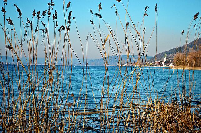 Blick durch das Schilf auf den Bodensee und Sipplingen. An dieser Stelle waren zum Zeitpunkt der Vogelzählung keine Tiere unterwegs.