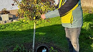 Erich Boll gibt Tipps, wie Rosenliebhaber ihre Rosen am besten in den Winterschlaf versetzen. Damit verbunden ist die Hoffnung auf eine ...