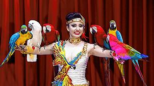 Ein exotischer Farbtupfer: Laura und ihre Papageien. Sie ist Teil des Programms, mit dem der Zirkus Charles Knie zwischen Mittwoch, 14. ...