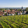 Mit Blick auf den Stadtkern liegen die Weinberge der Spitalkellerei Konstanz auf der Sonnenhalde.