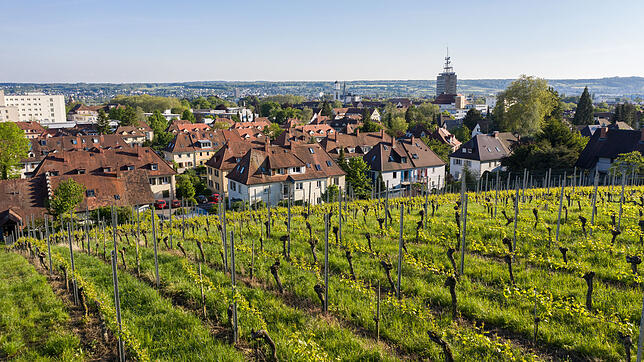 Mit Blick auf den Stadtkern liegen die Weinberge der Spitalkellerei Konstanz auf der Sonnenhalde.