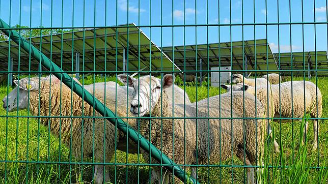 Laut Kriterienkatalog für Photovoltaik-Freiflächen-Anlagen in der Gemeinde Sauldorf sollen PV-Projekte mit Zweitnutzung, wie etwa ...