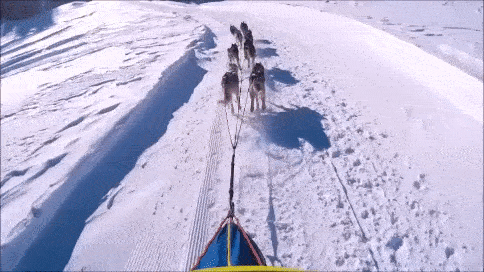 Aufnahme vom Hunderennen in San Bernadino 2015 im Schweizer Kanton Graubünden.