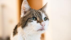 Der Tod des Katers «Emil» hat die Heilbronner Justiz über Jahre beschäftigt. (Symbolbild)