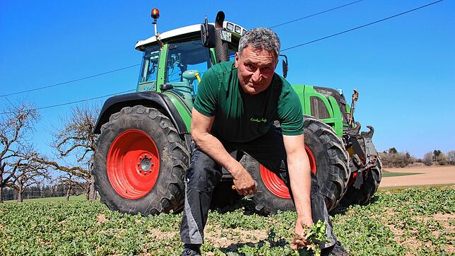 Landwirt Stefan Traber auf einem Rapsfeld bei Hecheln. Im Moment sind die Pflanzen noch klein, aber Ende April Anfang Mai wird das Feld ...