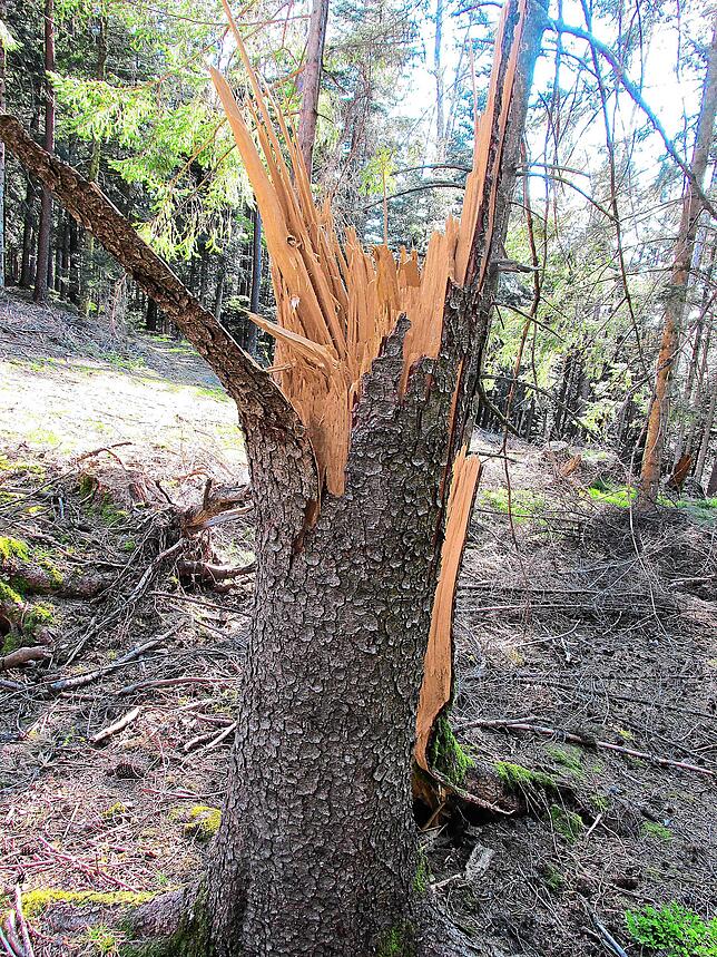 Der Seelenwald nach dem Sturm Sabine: Entwurzelte und abgeknickte Bäume – ganze Flächen wurden plattgelegt.