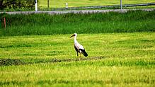 Das wohl letzte Bild von SÜDKURIER-Storch Drachi. Hier steht er auf einer frisch gemähten WIese neben der Bundesstraße 31, auf der er ...