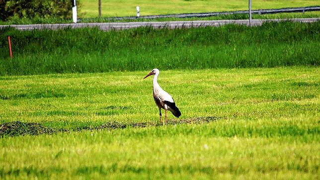 Das wohl letzte Bild von SÜDKURIER-Storch Drachi. Hier steht er auf einer frisch gemähten WIese neben der Bundesstraße 31, auf der er ...