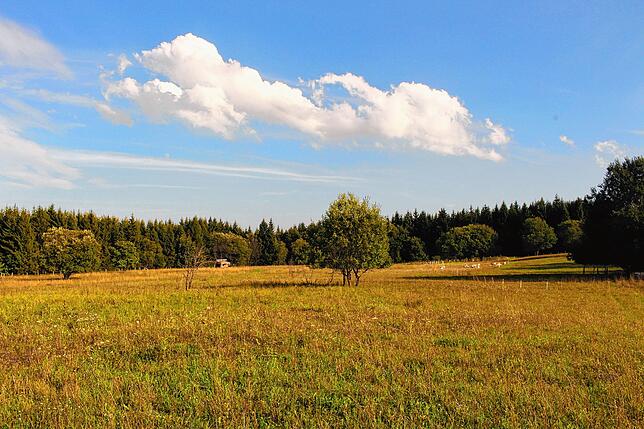 Das zentral im Wald gelegene Grünland, welches schon seit vielen Jahren extensiv beweidet und gemäht wird. Bild: Thomas Kring/NGP Baar