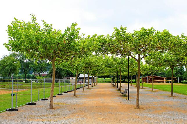 Platanen sollen ein schützendes Dach über dem neu gestalteten Dorfplatz von Aftholderberg bilden, wie hier im Seepark in Pfullendorf.