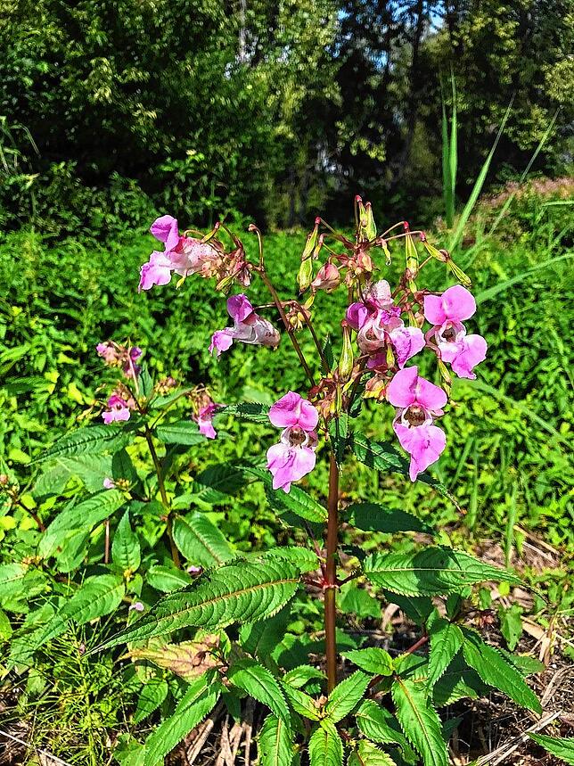 Das Indische Springkraut kam als Zierpflanze nach Europa. Der Neophyt bevorzugt feuchte Gebiete.