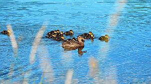 (Symboldbild) Die Freiwillige Feuerwehr Reichenau rettet einem Enten-Küken das Leben und erhält dabei spontan Hilfe von Anwohnern und ...