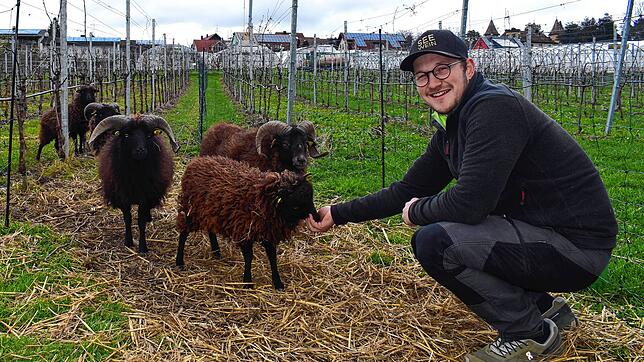 Wenn Julian Moser mit dem Futter kommt, lassen sich die Schafe nicht zweimal bitten und unterbrechen ihre Arbeit.