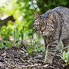 Einige Bürgerinnen brachten das Thema streunende Katzen in der jüngsten Gemeinderatssitzung in Hohenfels auf. Bild: Franziska ...