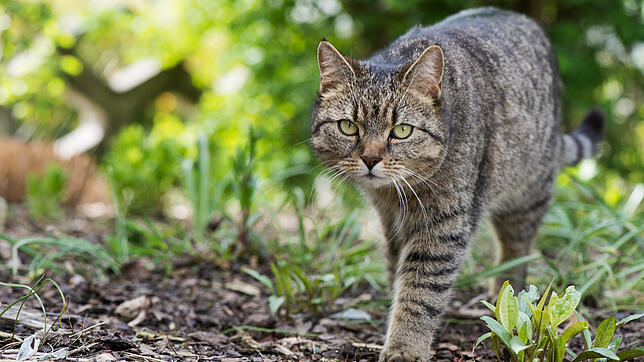 Einige Bürgerinnen brachten das Thema streunende Katzen in der jüngsten Gemeinderatssitzung in Hohenfels auf. Bild: Franziska ...