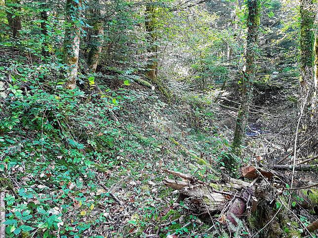 Der Fundort befindet sich in einem Waldstück zwischen Schmitzinger Straße und dem Seltenbach.