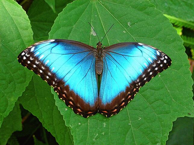 Der Morpho peleides wird durch seine leuchtend blauen Flügeloberseiten auch als Himmelsfalter bezeichnet.