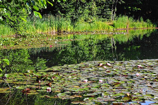 Traumhaft &ndash; die Seerosen in den Schwackenreuter Seen.