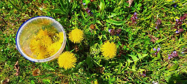 Getrocknet lassen sich die Blüten und Blätter lange aufbewahren.