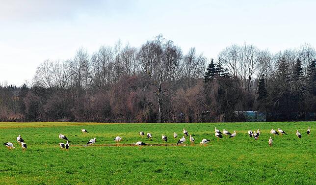 Viel zu fressen findet sich auf den Wiesen im Markdorfer Süden.