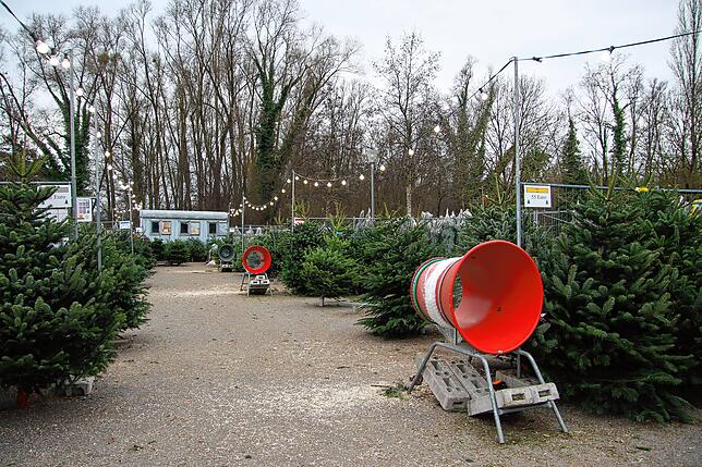 Hier werden die Nadelbäume im Christbaum-Center Radolfzell in Netzte verpackt.