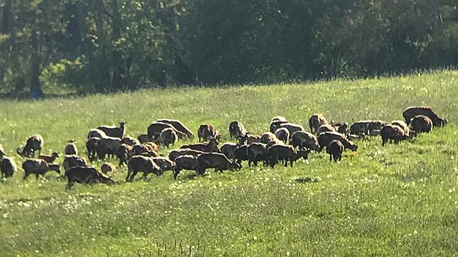 Ein Teil der Herde der Mufflons am Hohenstoffeln, die dort nach Angaben von Landwirten und Waldbesitzer ganze Wiesen und Jungpflanzen ...