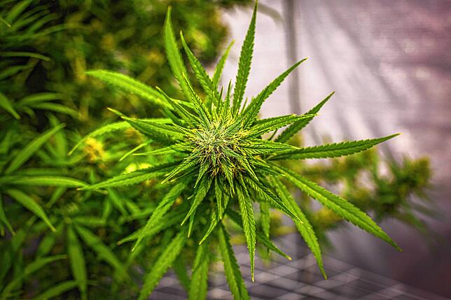 Noch ist der Anbau und Besitz von Cannabis strafbar. Obwohl die Legalisierung der Droge erwartet wird, muss der Angeklagten noch für 10 ...