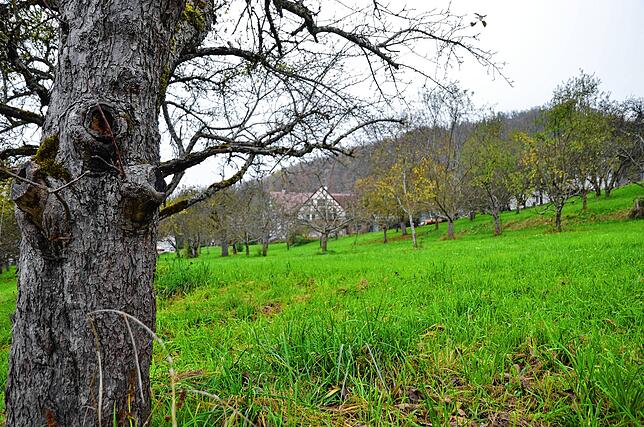 Auch die Hebesätze für landwirtschaftlich genutzte Flächen werden sich ab Januar 2025 verändern.