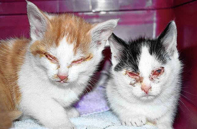 Zwei Kätzchen mit durch Katzenschnupfen komplett verklebten Augen. Die wenigsten Katzen kommen gesund im Tierheim an. Bild: Nadine Vögel