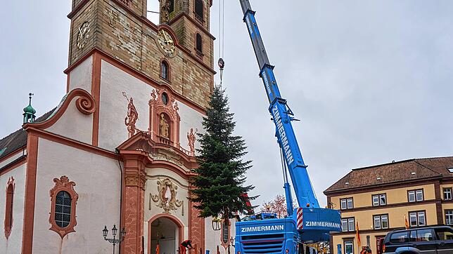 Der städtische Weihnachtsbaum wird in Position gebracht.