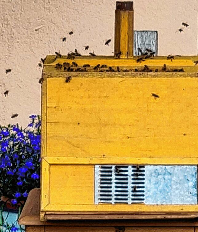 In diesem Bienenfangkasten gibt es ein Flugloch. So können die restlichen Bienen, die noch nicht eingefangen wurden, selbstständig ...